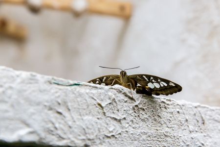 Tichý svet motýľov, Košice