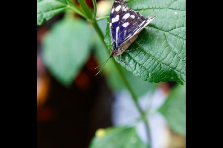 Tichý svet motýľov, Košice