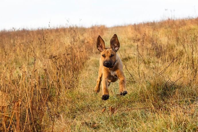 Bruno in motion, Baška