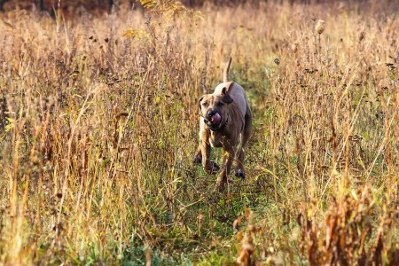 Bruno in motion, Baška