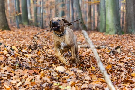 Bruno in motion, Baška