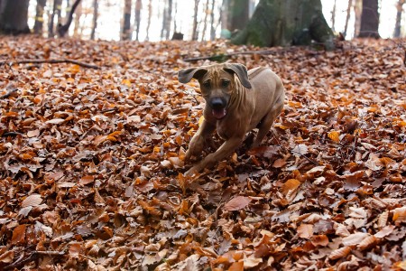 Bruno in motion, Baška