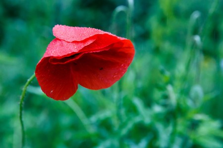 Maky v daždi / Tears on sad bloody poppies, Baška