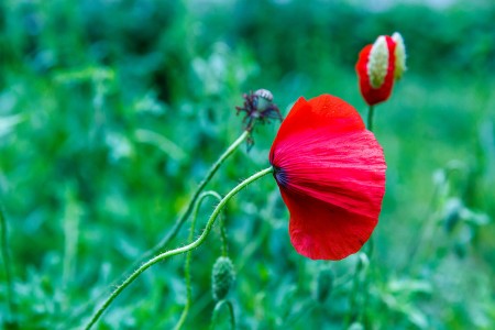 Maky v daždi / Tears on sad bloody poppies, Baška