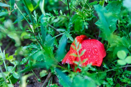 Maky v daždi / Tears on sad bloody poppies, Baška