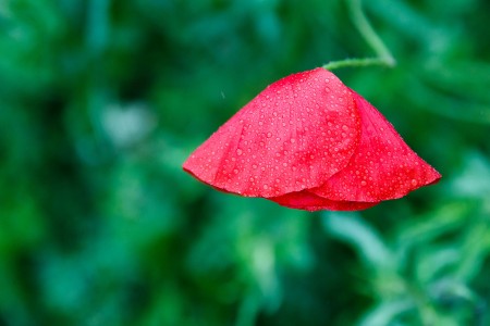 Maky v daždi / Tears on sad bloody poppies, Baška