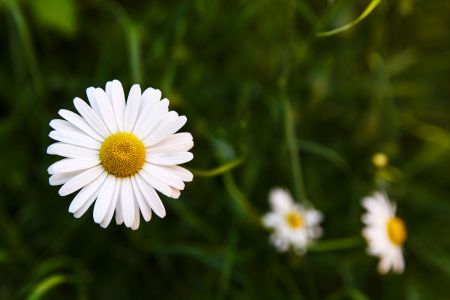 Meadow dreams, Baška