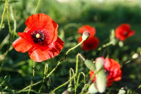 Slnko v makoch / Happy sunny poppies, Baška