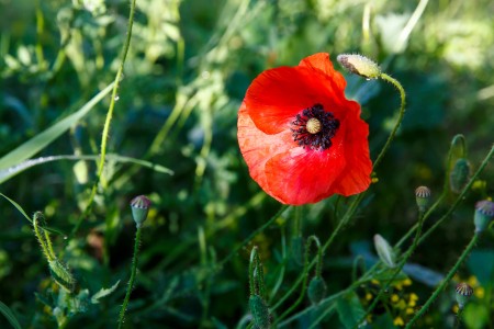 Slnko v makoch / Happy sunny poppies, Baška