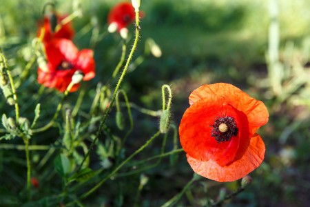 Slnko v makoch / Happy sunny poppies, Baška