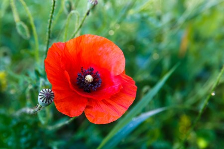 Slnko v makoch / Happy sunny poppies, Baška