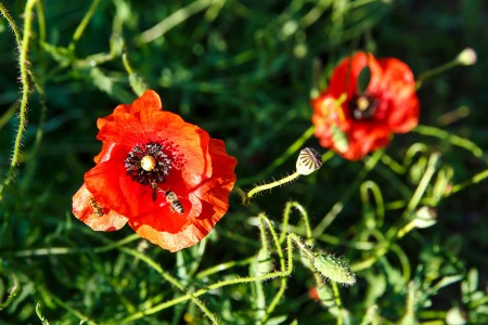 Slnko v makoch / Happy sunny poppies, Baška