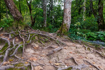 Súznenie prírody, Národný park Plitvické jazerá, Chorvátsko