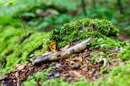 Súznenie prírody, Národný park Plitvické jazerá, Chorvátsko