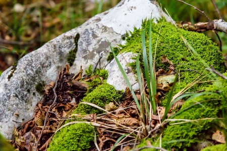 Súznenie prírody, Národný park Plitvické jazerá, Chorvátsko